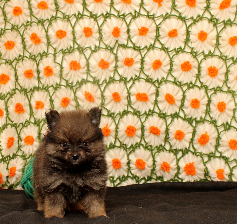 puppy, for, sale, Pomeranian, Matthew B. Stoltzfus, dog, breeder, Gap, PA, dog-breeder, puppy-for-sale, forsale, nearby, find, puppyfind, locator, puppylocator, aca